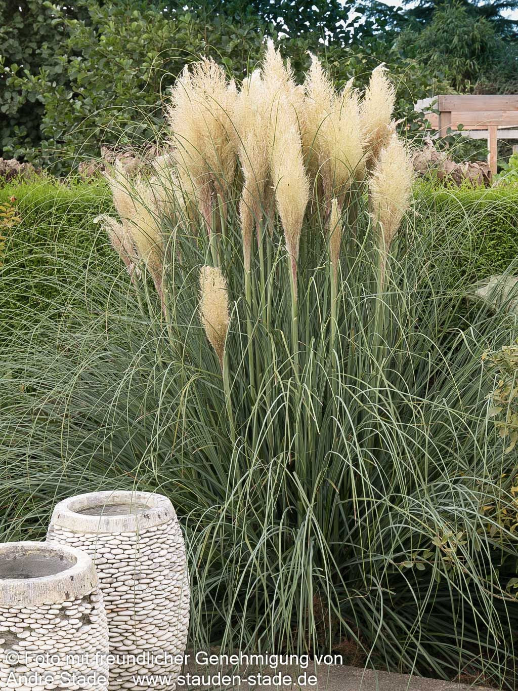 Kleines Pampasgras 'Pumila' (Cortaderia selloana)