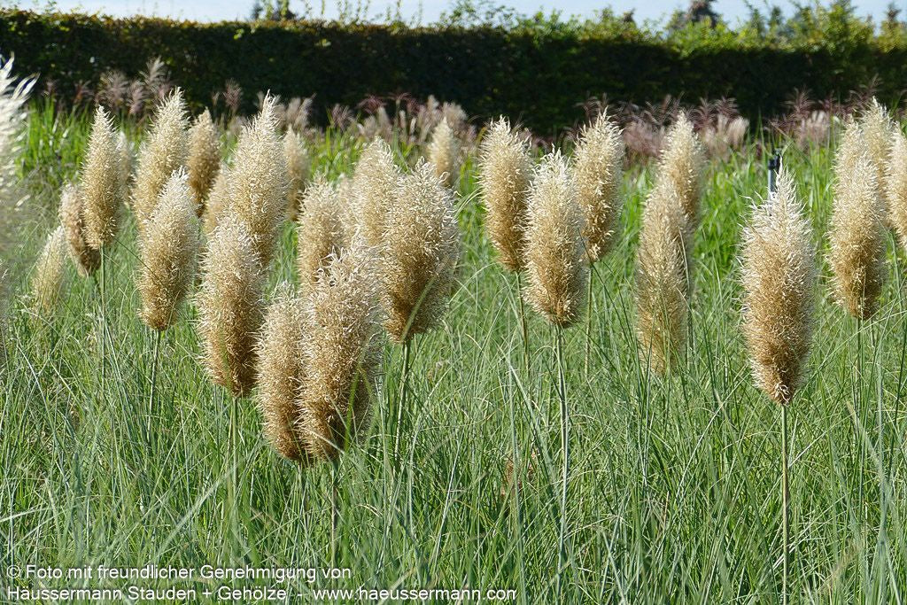 Kleines Pampasgras 'Pumila' (Cortaderia selloana)