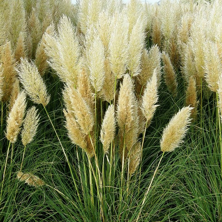 Kleines Pampasgras 'Pumila' (Cortaderia selloana)