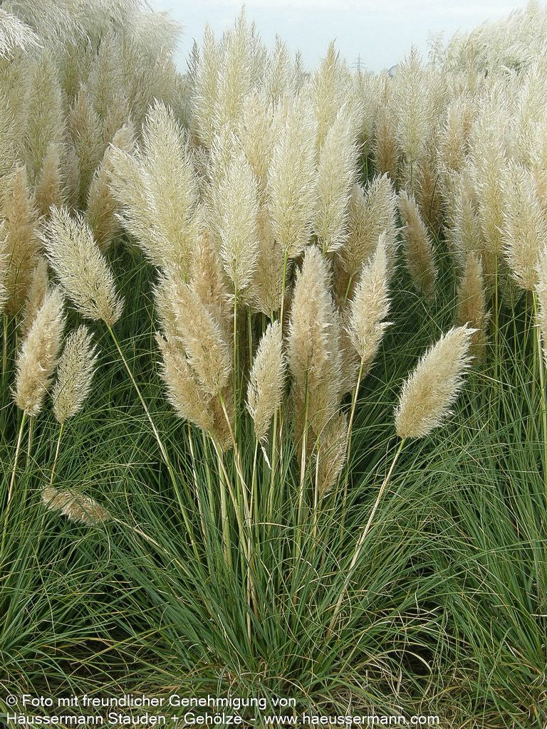 Kleines Pampasgras 'Pumila' (Cortaderia selloana)