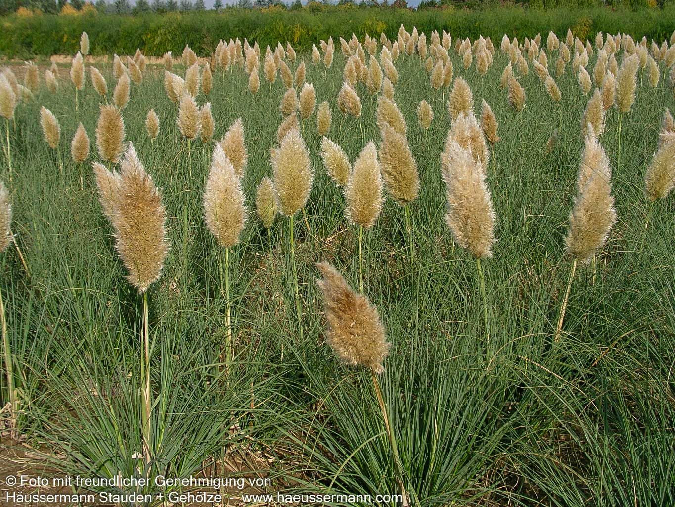 Kleines Pampasgras 'Pumila' (Cortaderia selloana)