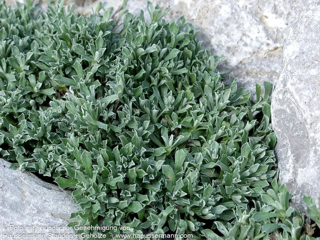 Kleines Perlkörbchen (Anaphalis alpicola)