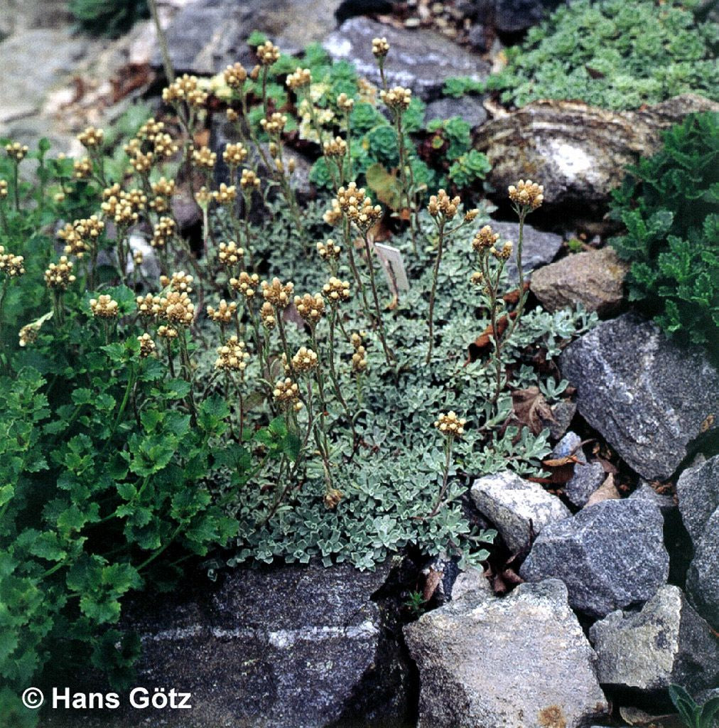 Kleines Perlkörbchen (Anaphalis alpicola)
