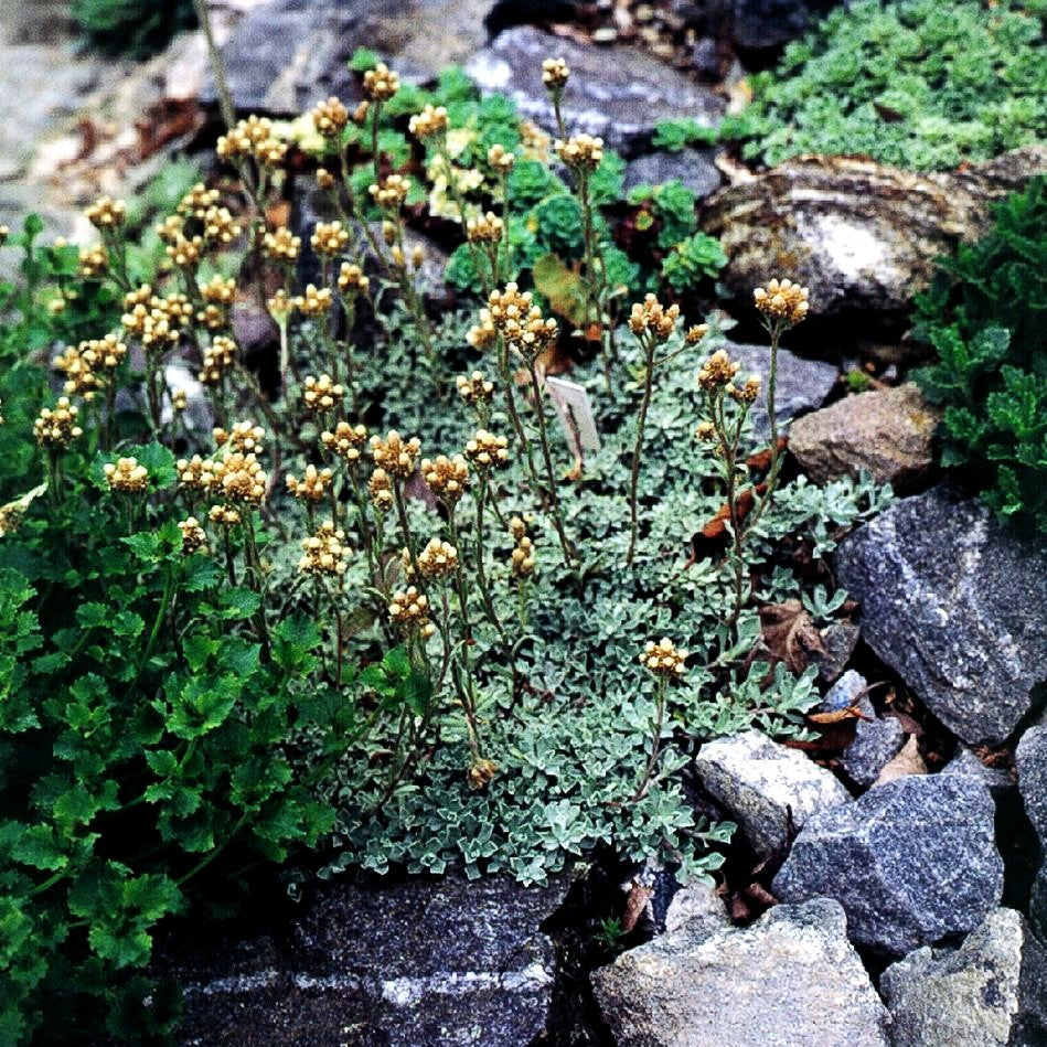 Kleines Perlkörbchen (Anaphalis alpicola)