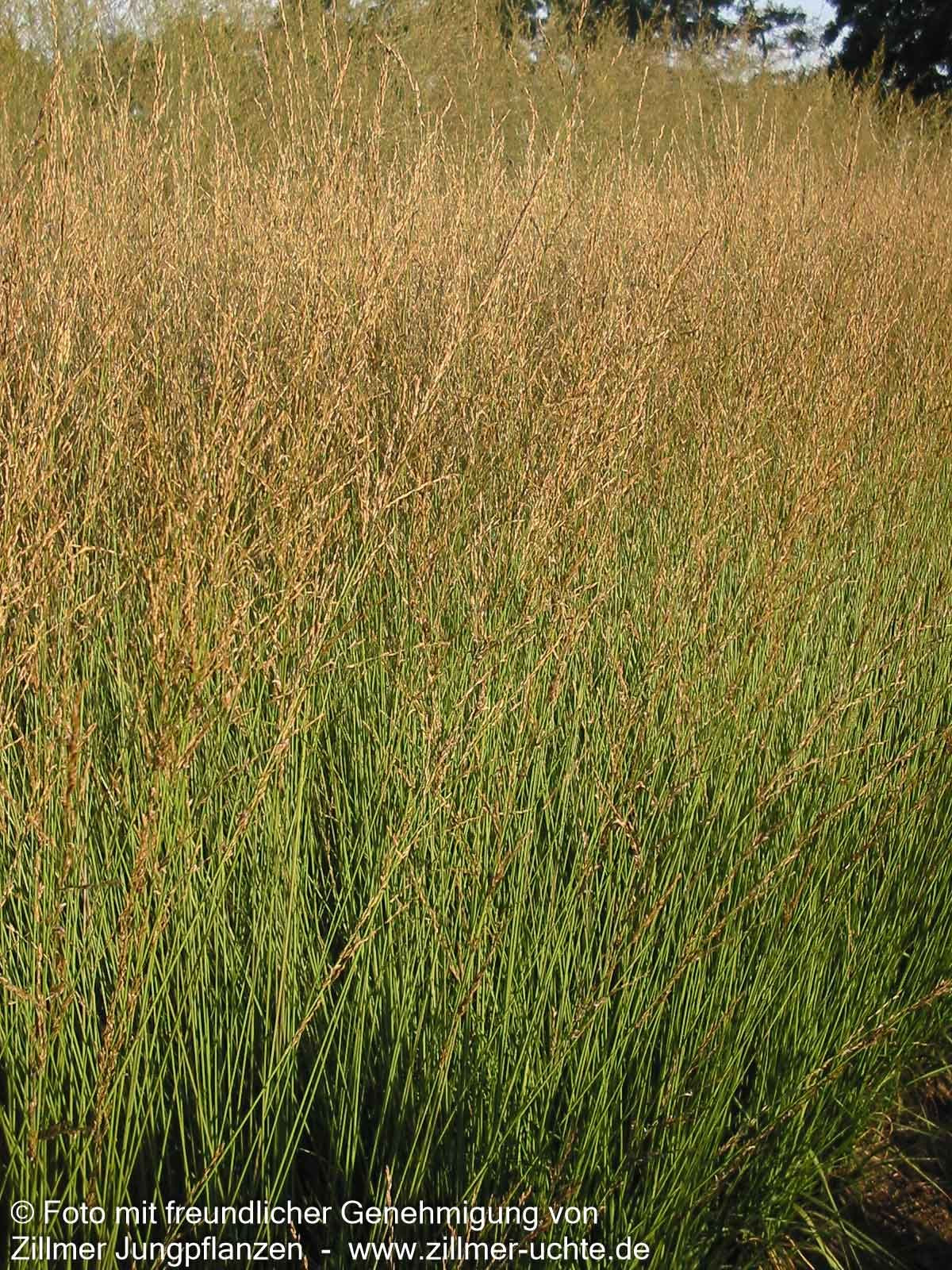 Kleines Pfeifengras 'Heidebraut' (Molinia caerulea)
