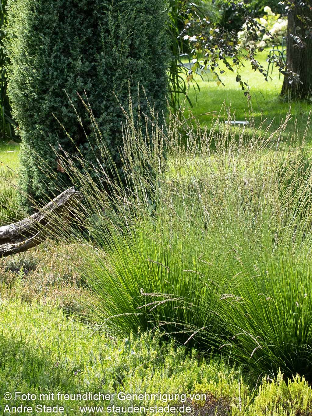 Kleines Pfeifengras 'Heidebraut' (Molinia caerulea)