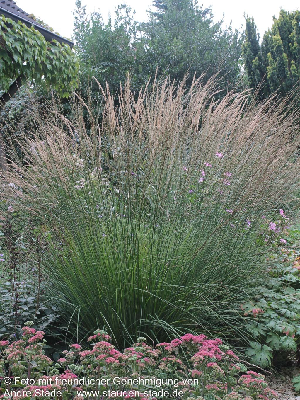 Kleines Pfeifengras 'Heidebraut' (Molinia caerulea)