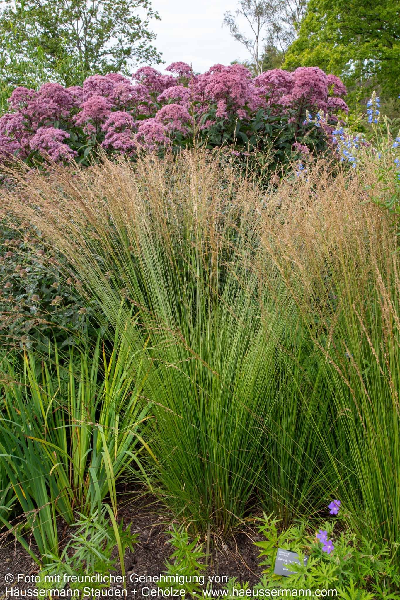 Kleines Pfeifengras 'Heidebraut' (Molinia caerulea)