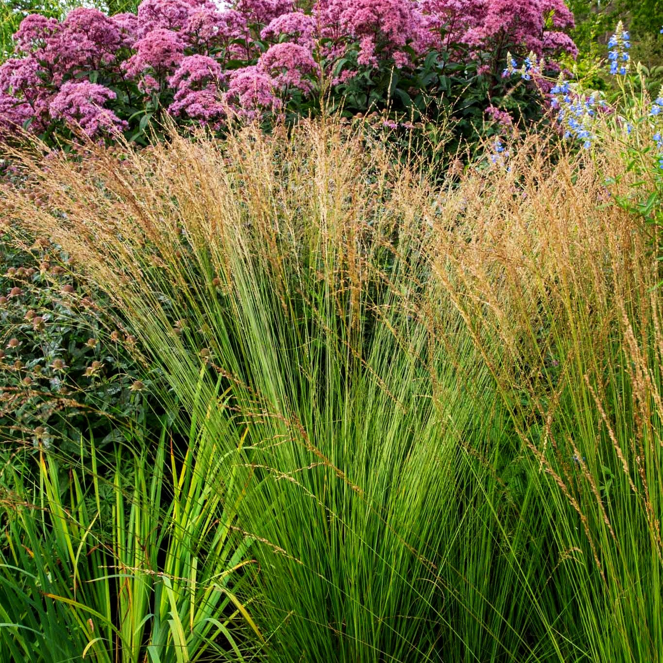 Kleines Pfeifengras 'Heidebraut' (Molinia caerulea)