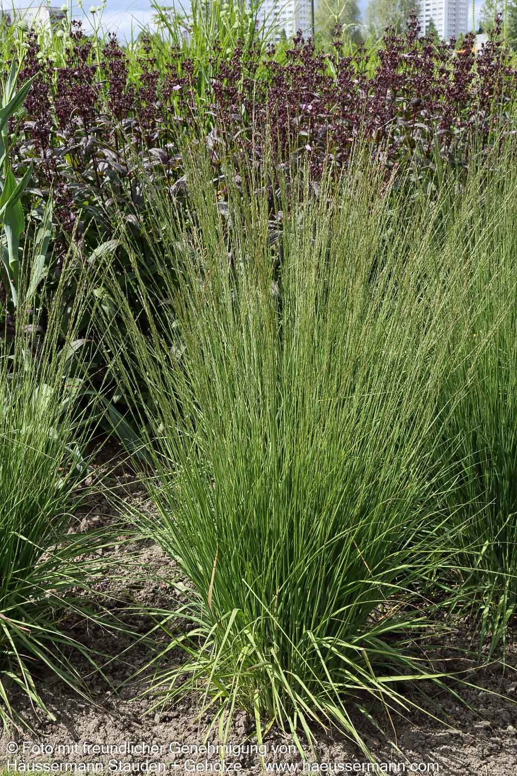 Kleines Pfeifengras 'Heidebraut' (Molinia caerulea)