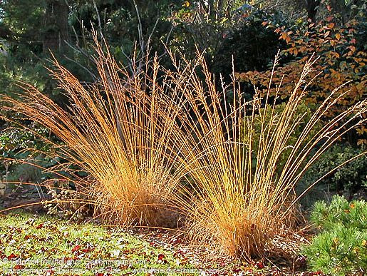 Kleines Pfeifengras 'Heidebraut' (Molinia caerulea)