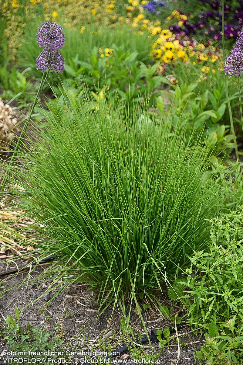 Kleines Pfeifengras 'Heidebraut' (Molinia caerulea)