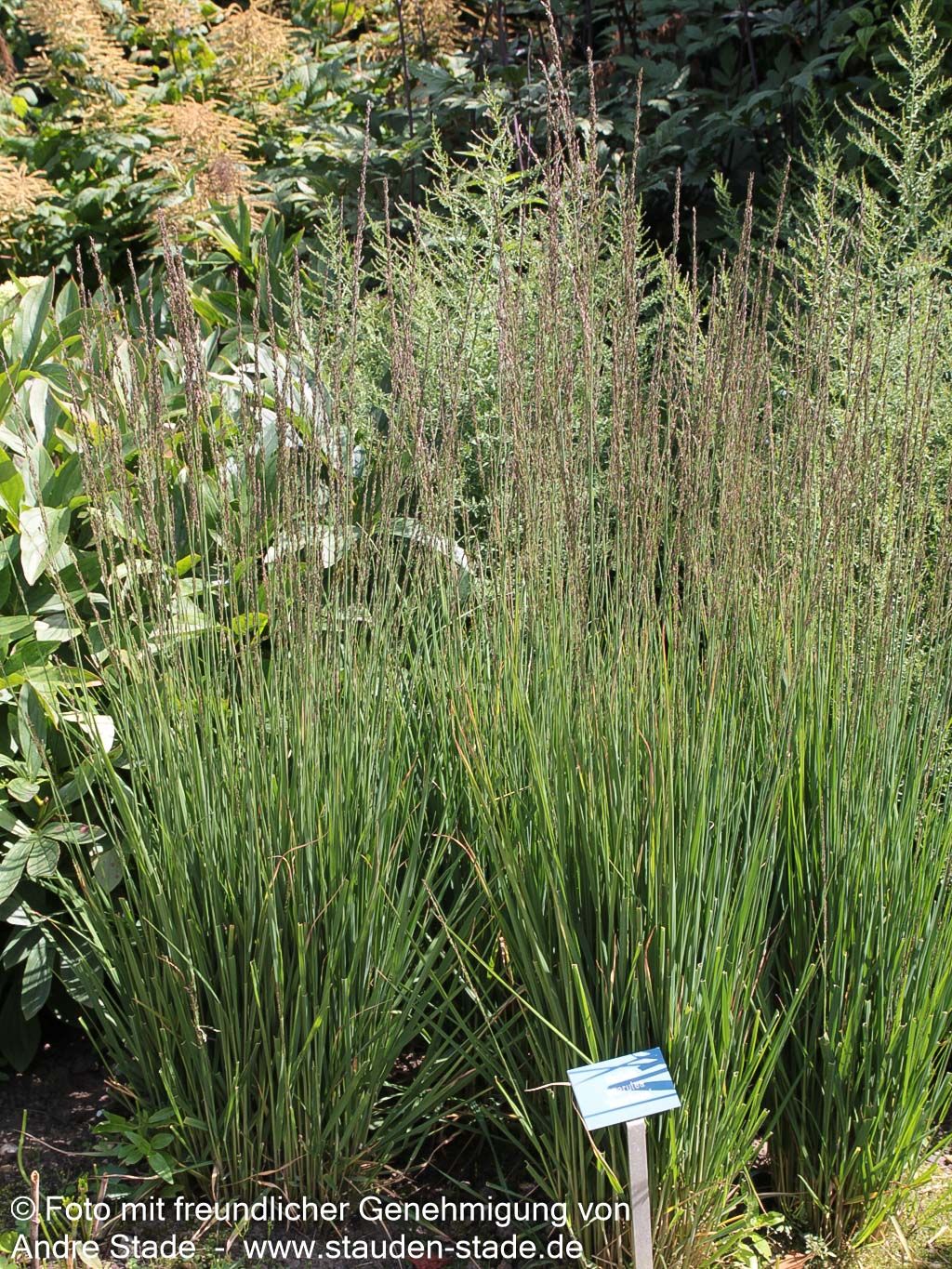 Kleines Pfeifengras 'Moorhexe' (Molinia caerulea)
