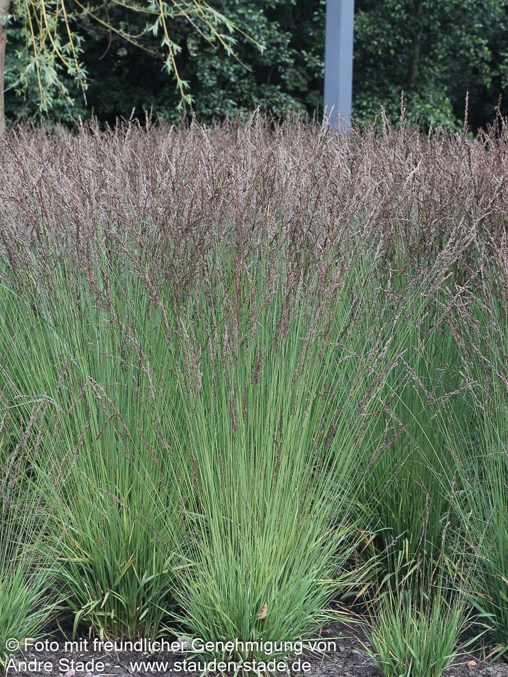 Kleines Pfeifengras 'Moorhexe' (Molinia caerulea)
