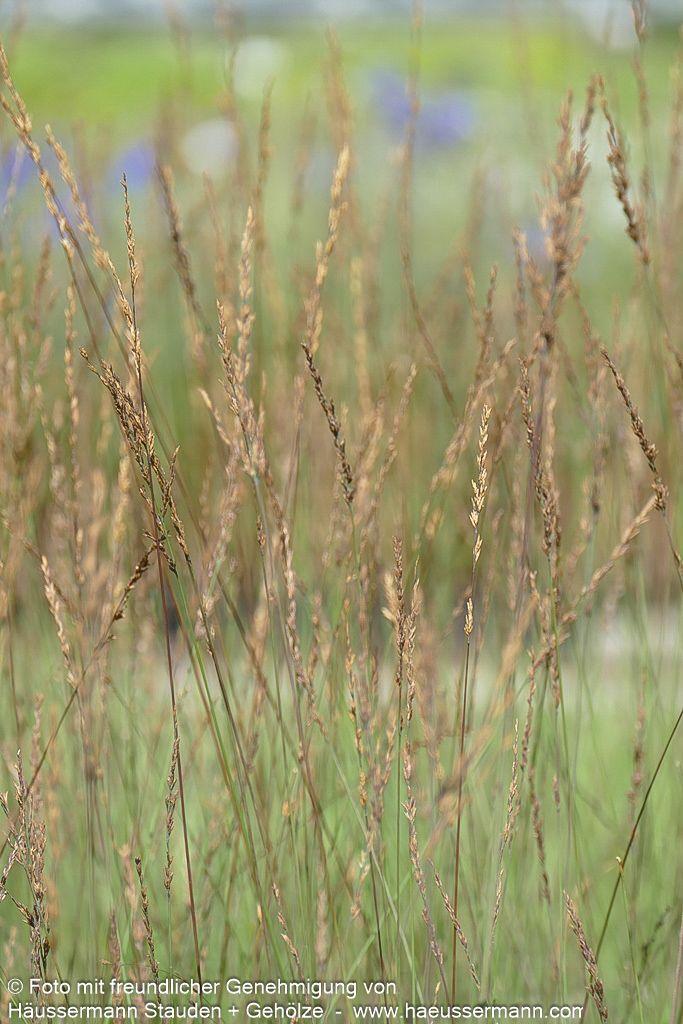 Kleines Pfeifengras 'Moorhexe' (Molinia caerulea)