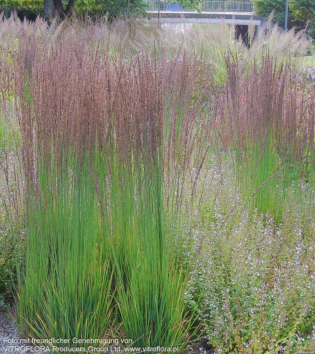 Kleines Pfeifengras 'Moorhexe' (Molinia caerulea)