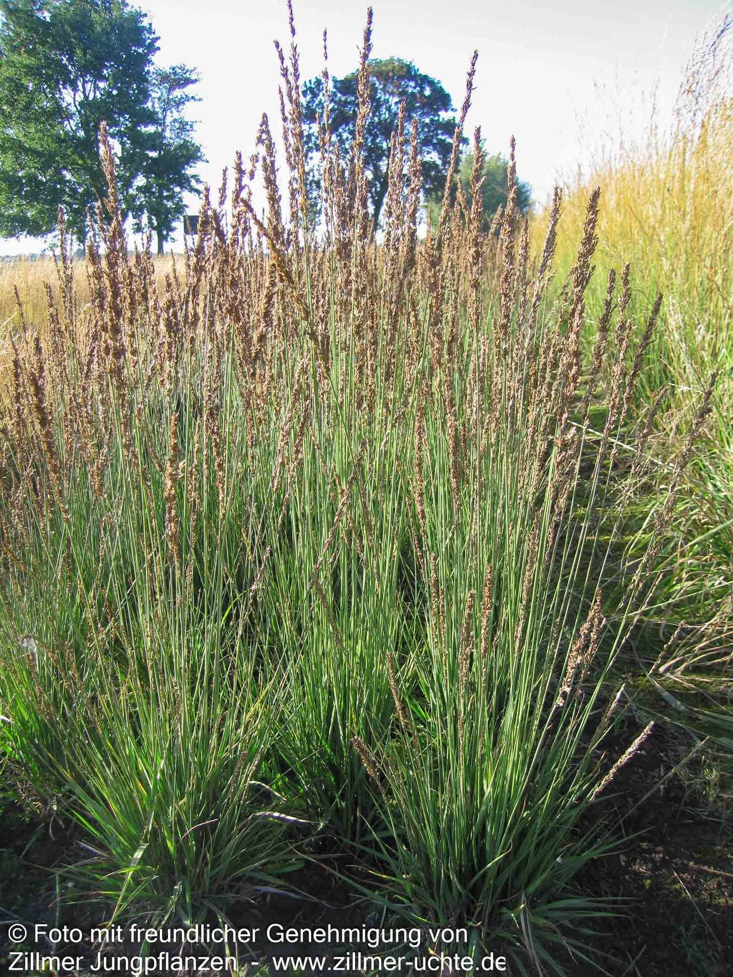 Kleines Pfeifengras 'Moorhexe' (Molinia caerulea)