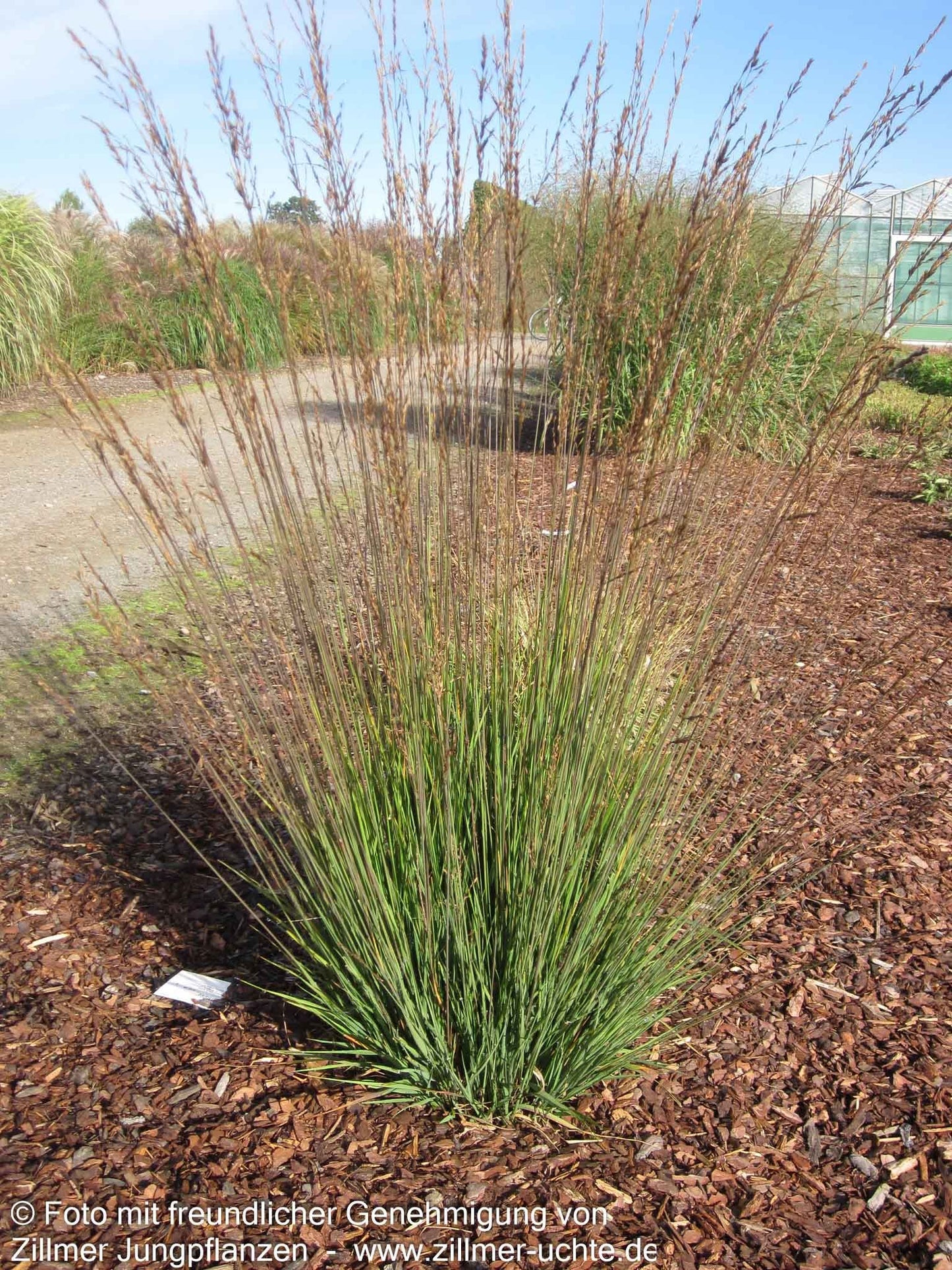 Kleines Pfeifengras 'Moorhexe' (Molinia caerulea)
