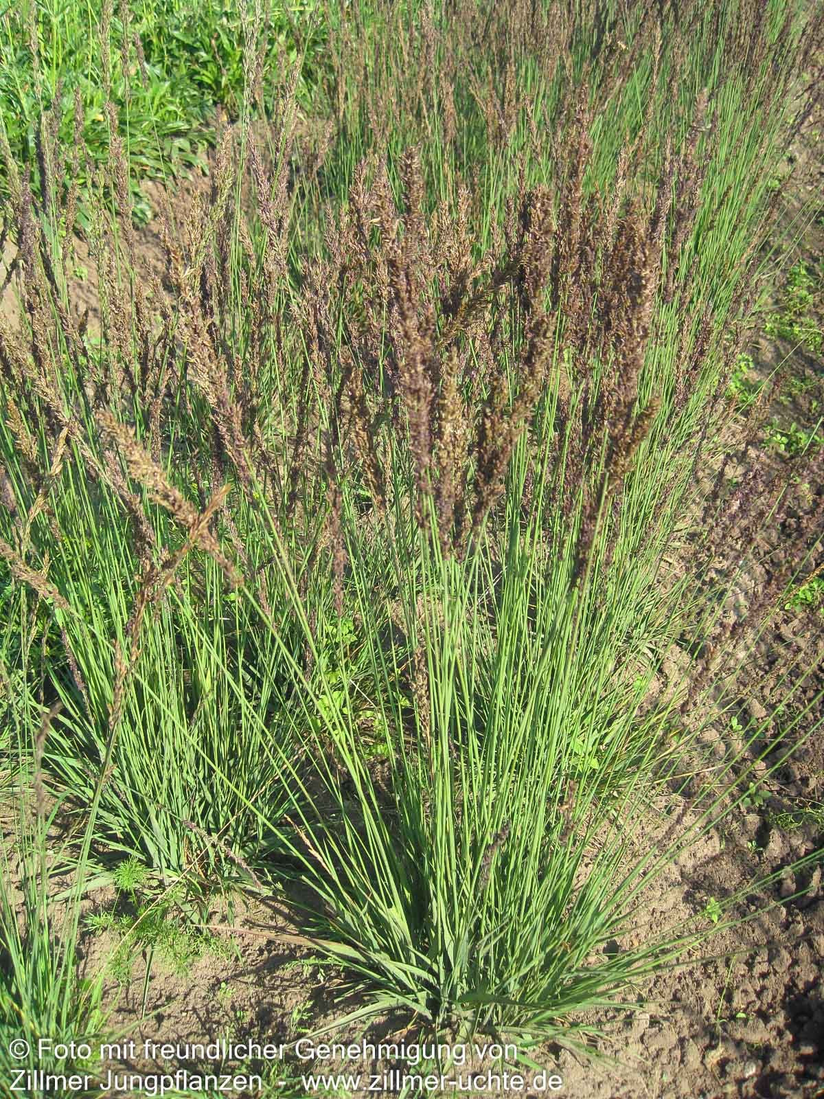 Kleines Pfeifengras 'Moorhexe' (Molinia caerulea)