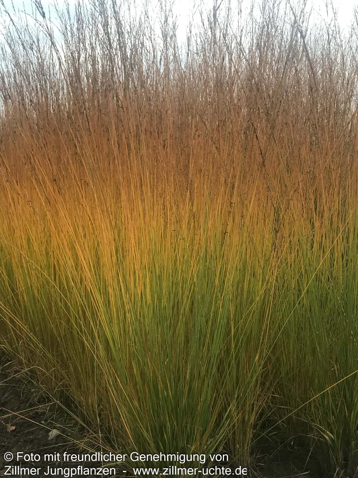 Kleines Pfeifengras 'Moorhexe' (Molinia caerulea)