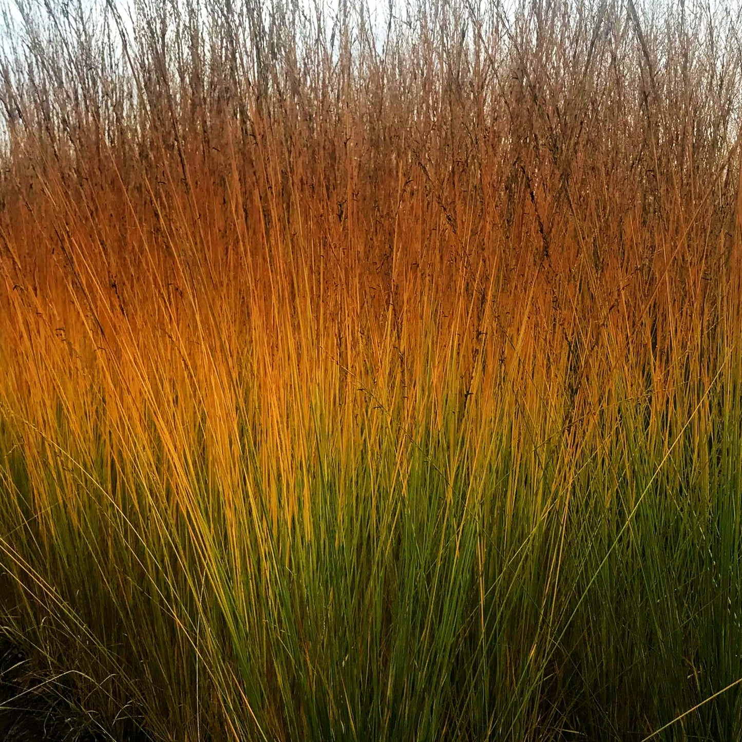 Kleines Pfeifengras 'Moorhexe' (Molinia caerulea)