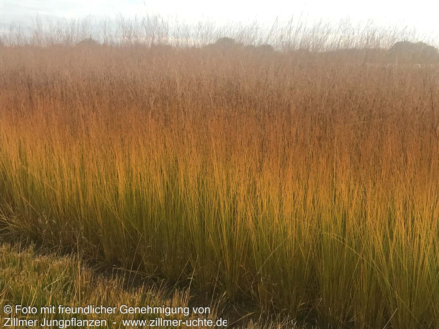 Kleines Pfeifengras 'Moorhexe' (Molinia caerulea)