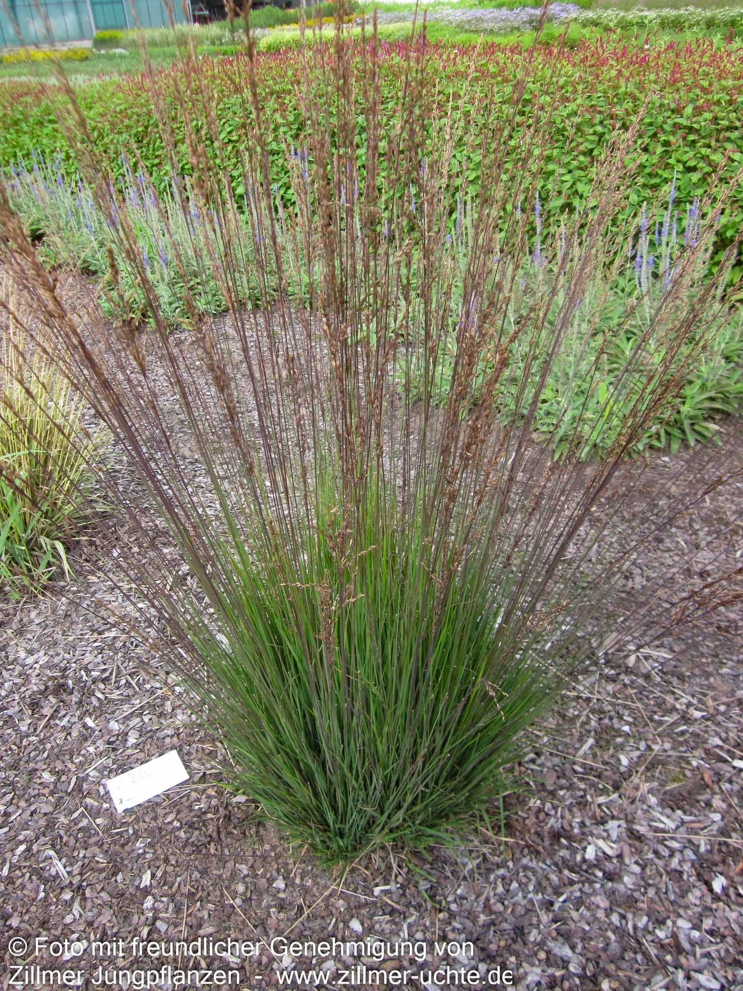 Kleines Pfeifengras 'Moorhexe' (Molinia caerulea)
