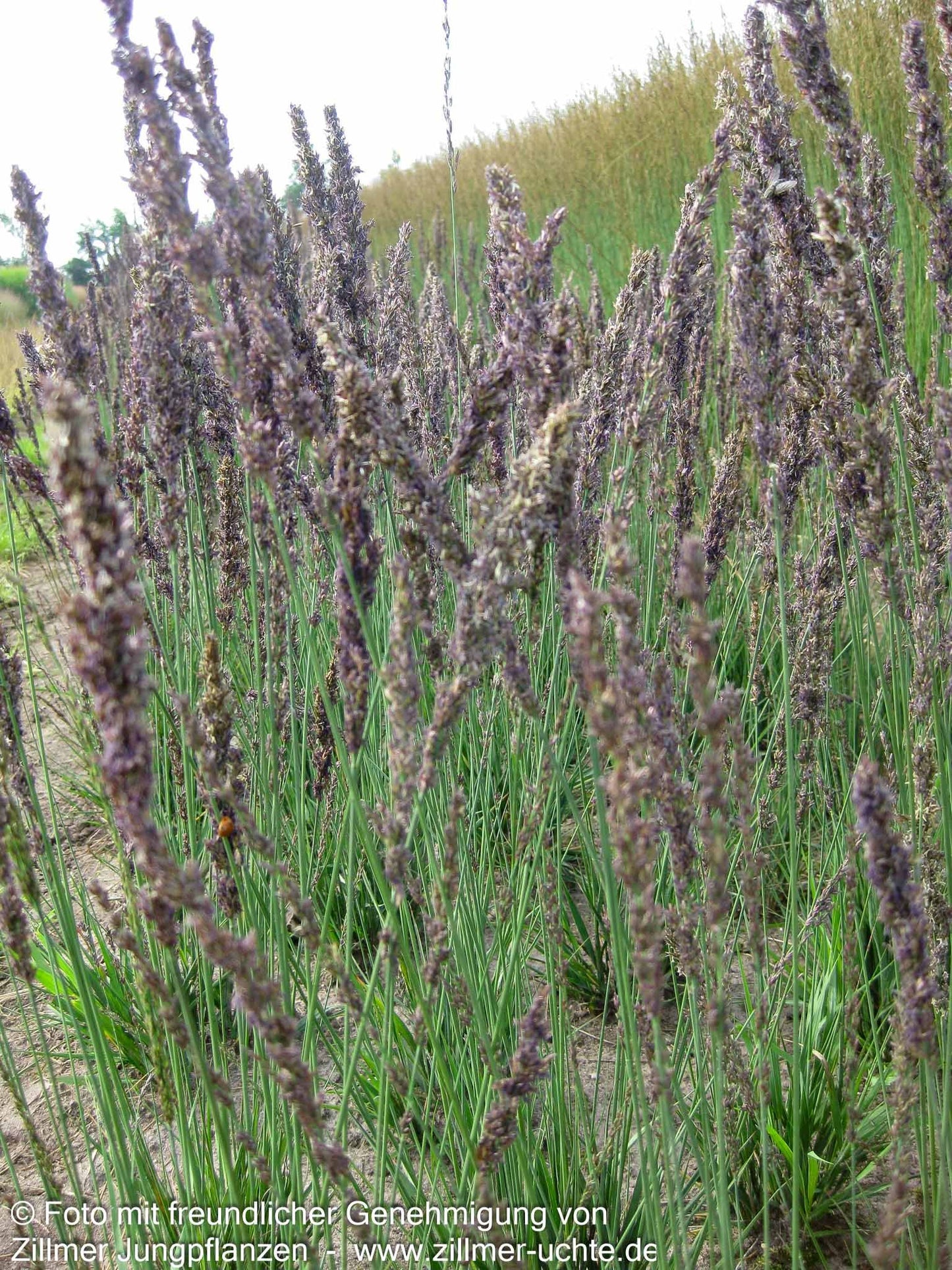 Kleines Pfeifengras 'Moorhexe' (Molinia caerulea)