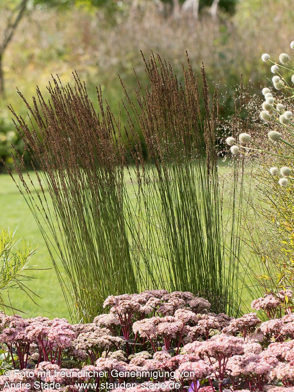 Kleines Pfeifengras 'Moorhexe' (Molinia caerulea)