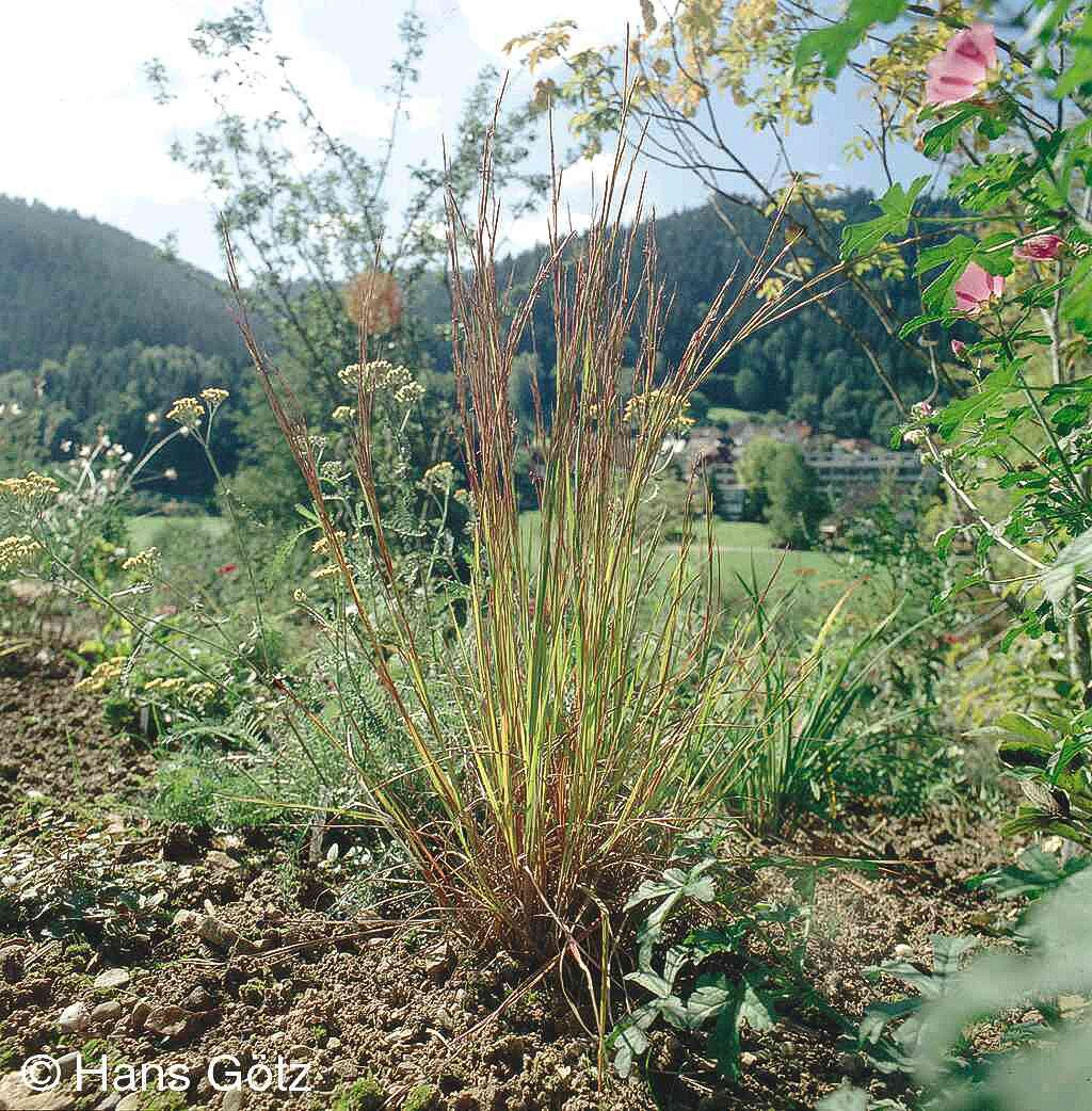 Kleines Präriegras (Schizachyrium scoparium)