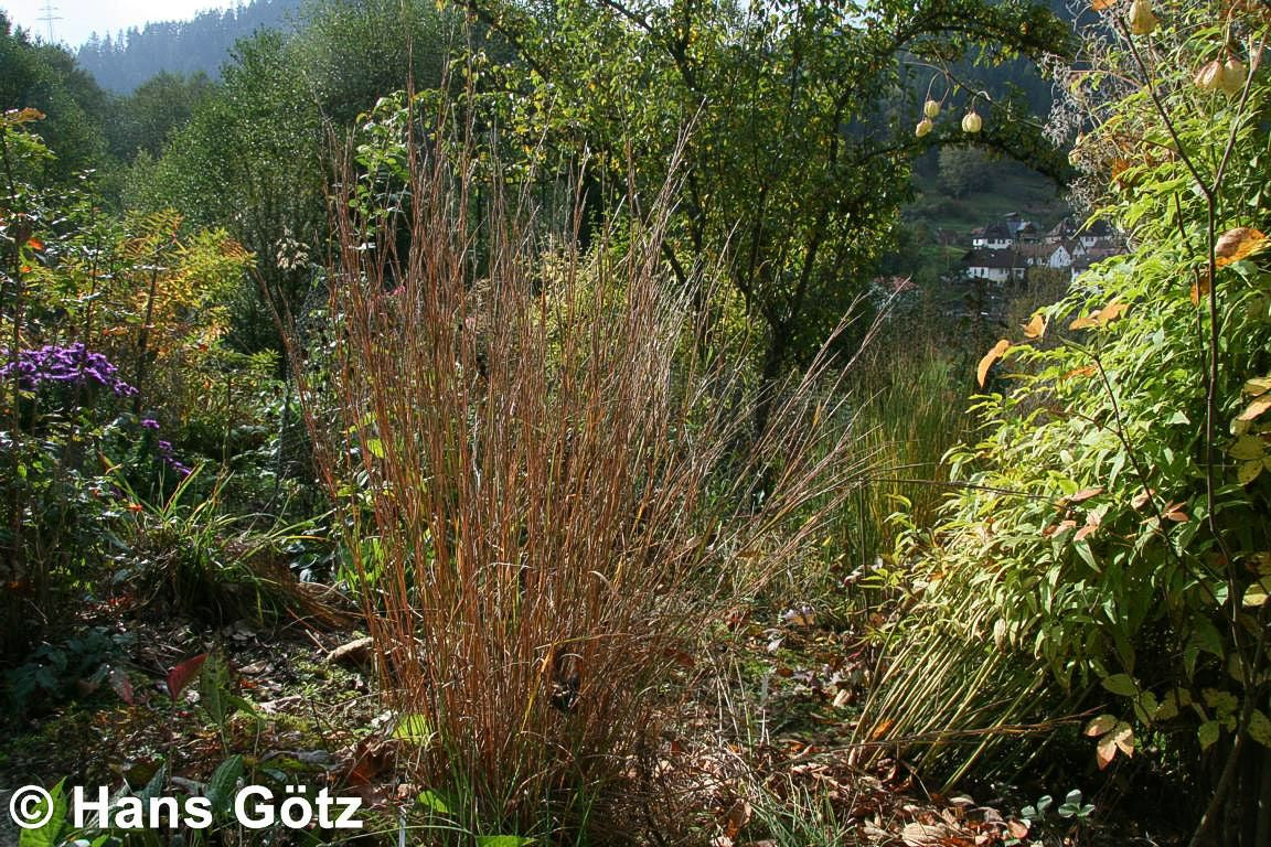 Kleines Präriegras (Schizachyrium scoparium)