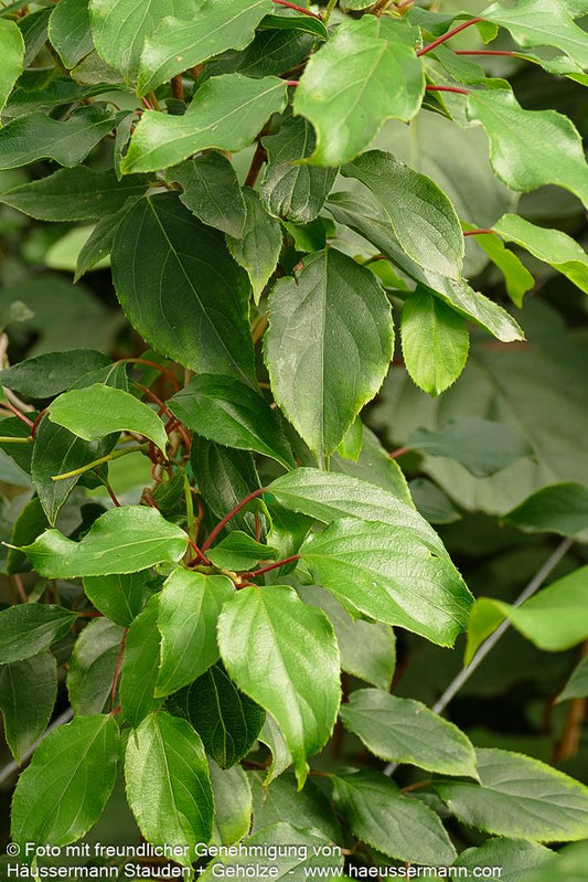 Kleinfruchtige Kiwi - männlich 'Prince Jumbo' (Actinidia arguta)