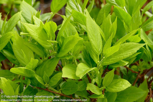 Kleinfruchtige Kiwi - selbstfruchtend 'Issai' (Actinidia arguta)
