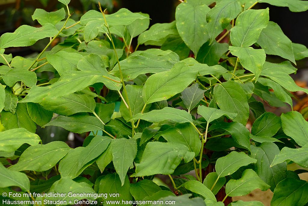 Kleinfruchtige Kiwi - selbstfruchtend 'Issai' (Actinidia arguta)