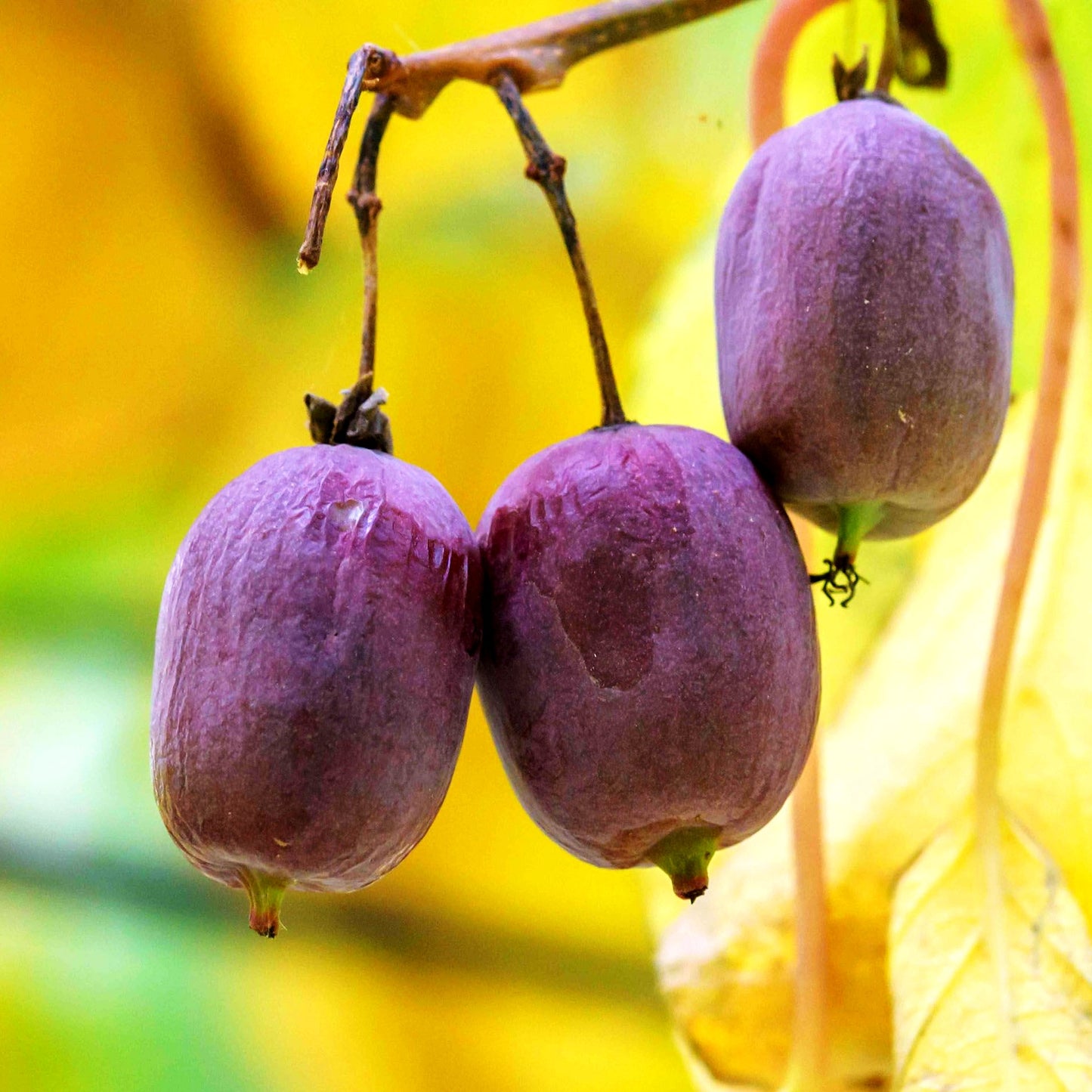Kleinfruchtige Kiwi weiblich 'Ken's Red' (Actinidia arguta)