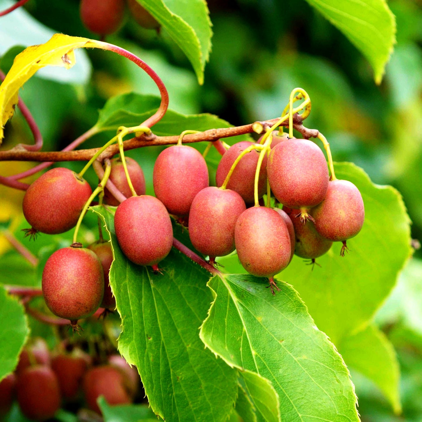 Kleinfruchtige Kiwi zweihäusig 'Weiki' (Actinidia arguta)