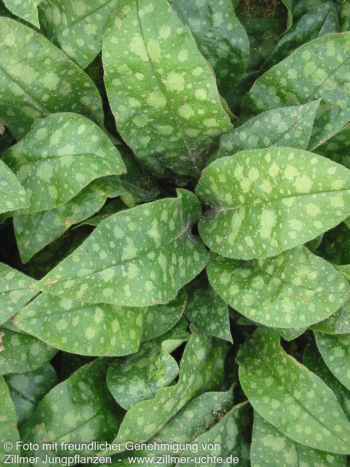 Kleingeflecktes Lungenkraut 'Pink Dawn' (Pulmonaria officinalis)