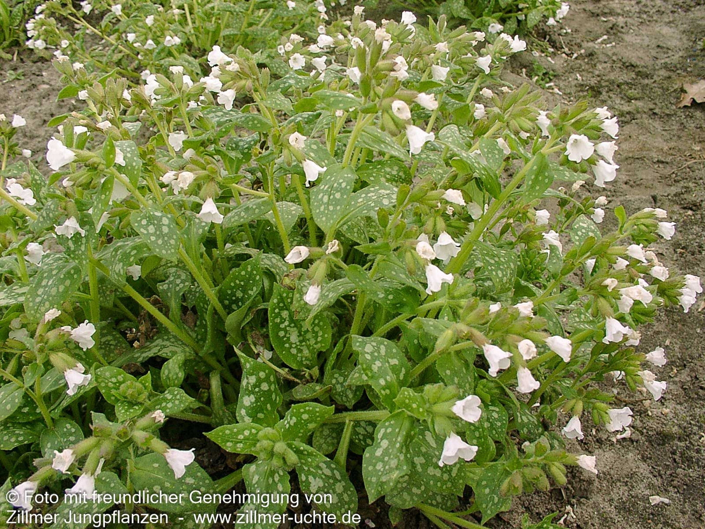 Kleingeflecktes Lungenkraut 'Sissinghurst White' (Pulmonaria officinalis)