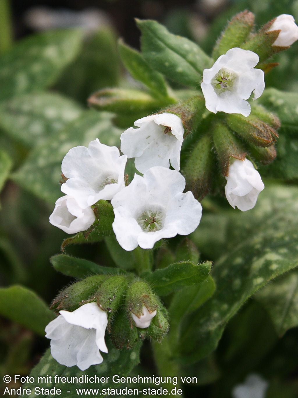Kleingeflecktes Lungenkraut 'Sissinghurst White' (Pulmonaria officinalis)