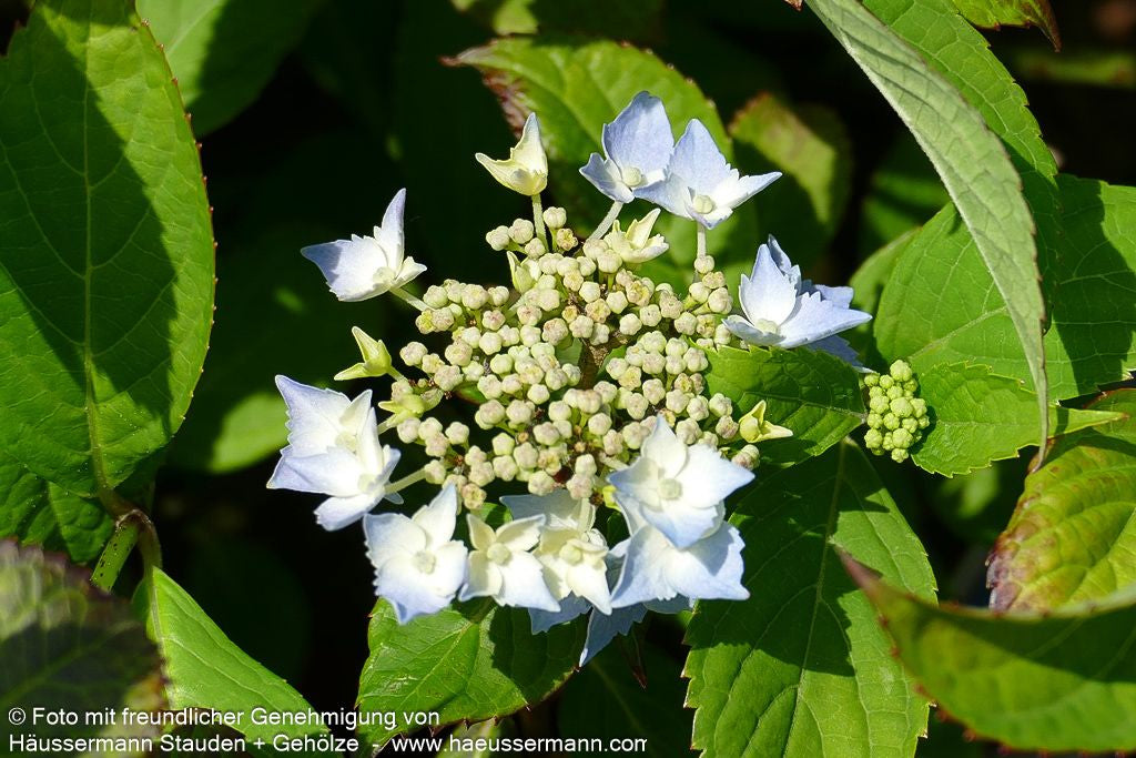 Kleinwüchsige Teller-Hortensie 'Blue Deckle' (Hydrangea serrata)