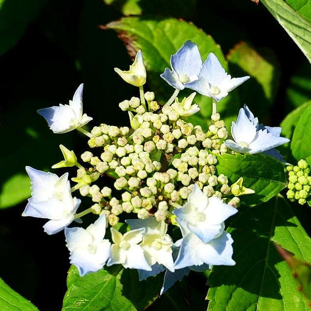 Kleinwüchsige Teller-Hortensie 'Blue Deckle' (Hydrangea serrata)