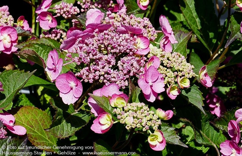 Kleinwüchsige Teller-Hortensie 'Cotton Candy' (Hydrangea serrata)