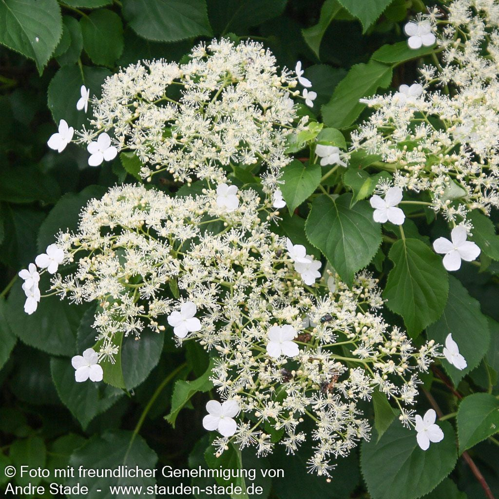 Kletter-Hortensie (Hydrangea petiolaris)