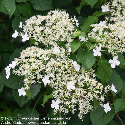 Kletter-Hortensie (Hydrangea petiolaris)