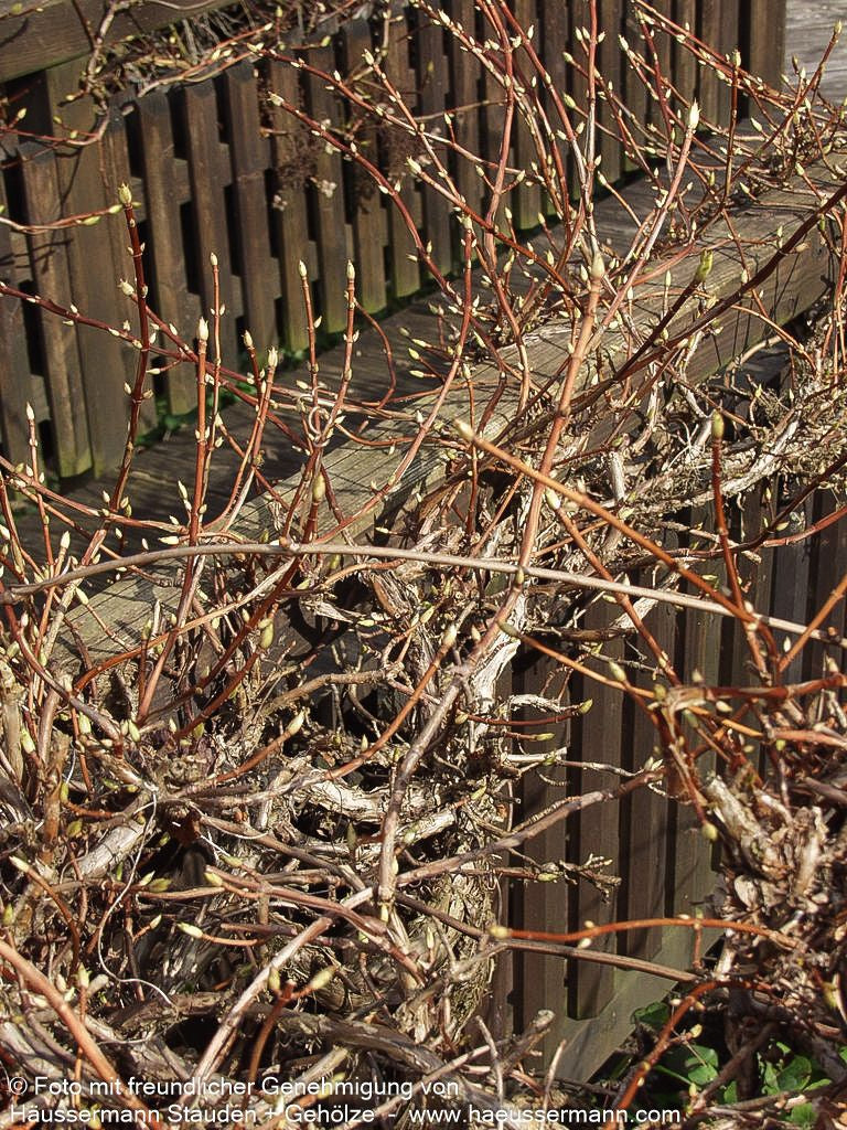 Kletter-Hortensie (Hydrangea petiolaris)