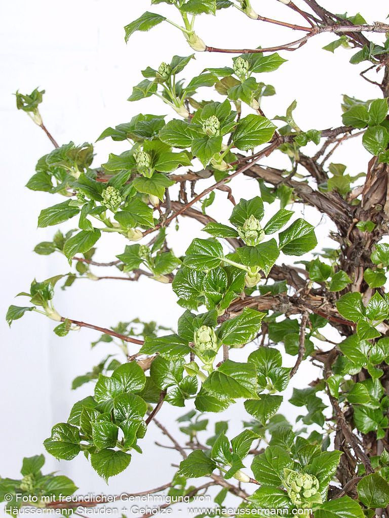 Kletter-Hortensie (Hydrangea petiolaris)