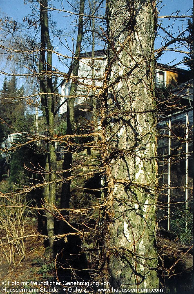 Kletter-Hortensie (Hydrangea petiolaris)