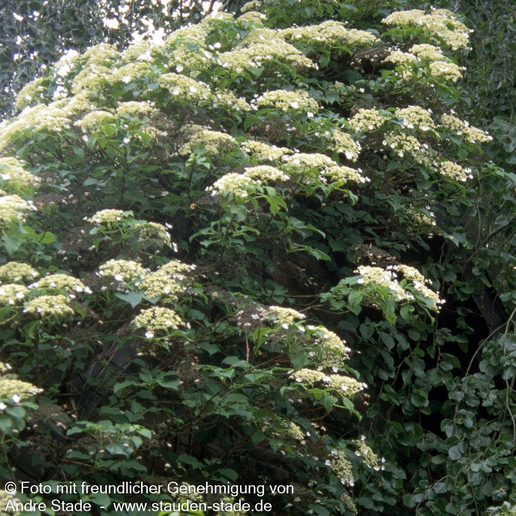 Kletter-Hortensie (Hydrangea petiolaris)