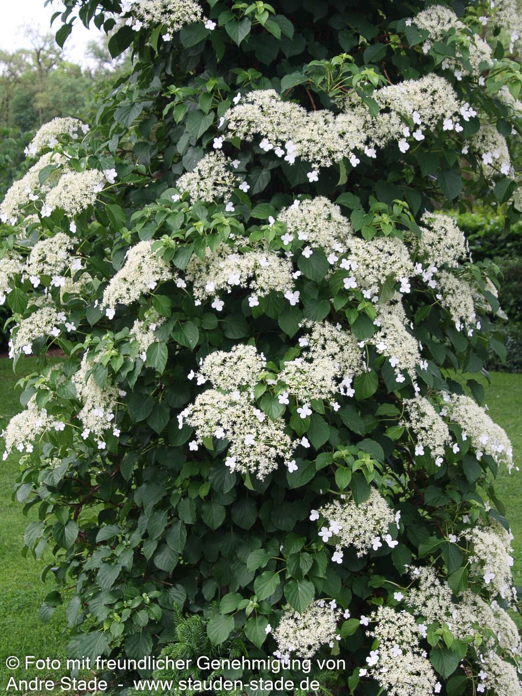 Kletter-Hortensie (Hydrangea petiolaris)