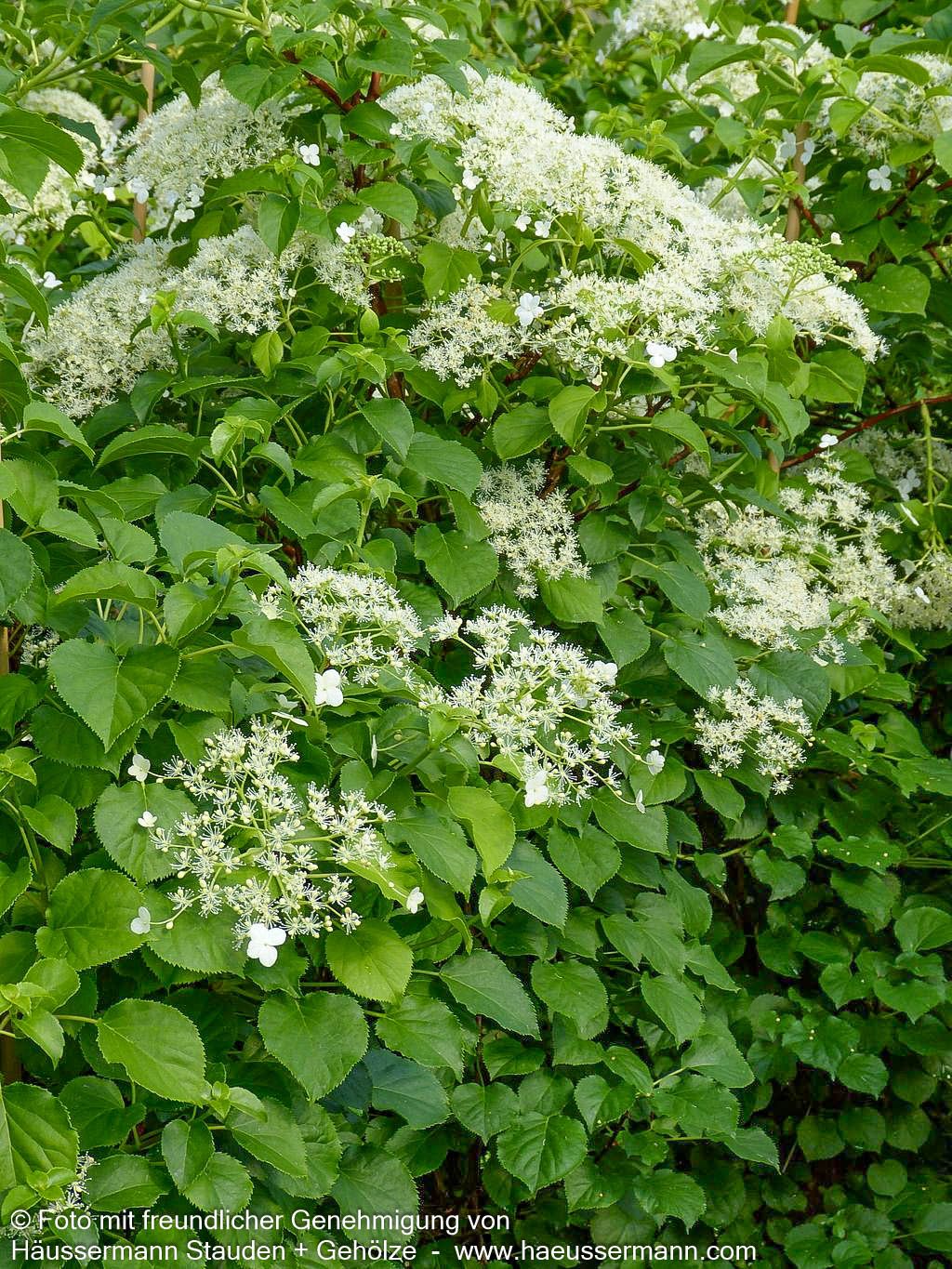 Kletter-Hortensie (Hydrangea petiolaris)